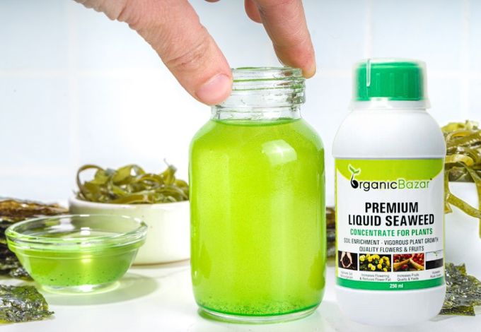 सी वीड फर्टिलाइजर क्या है - What Is Seaweed Fertilizer In Hindi